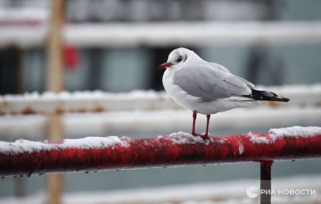 ������ �� ����� ����������� ������