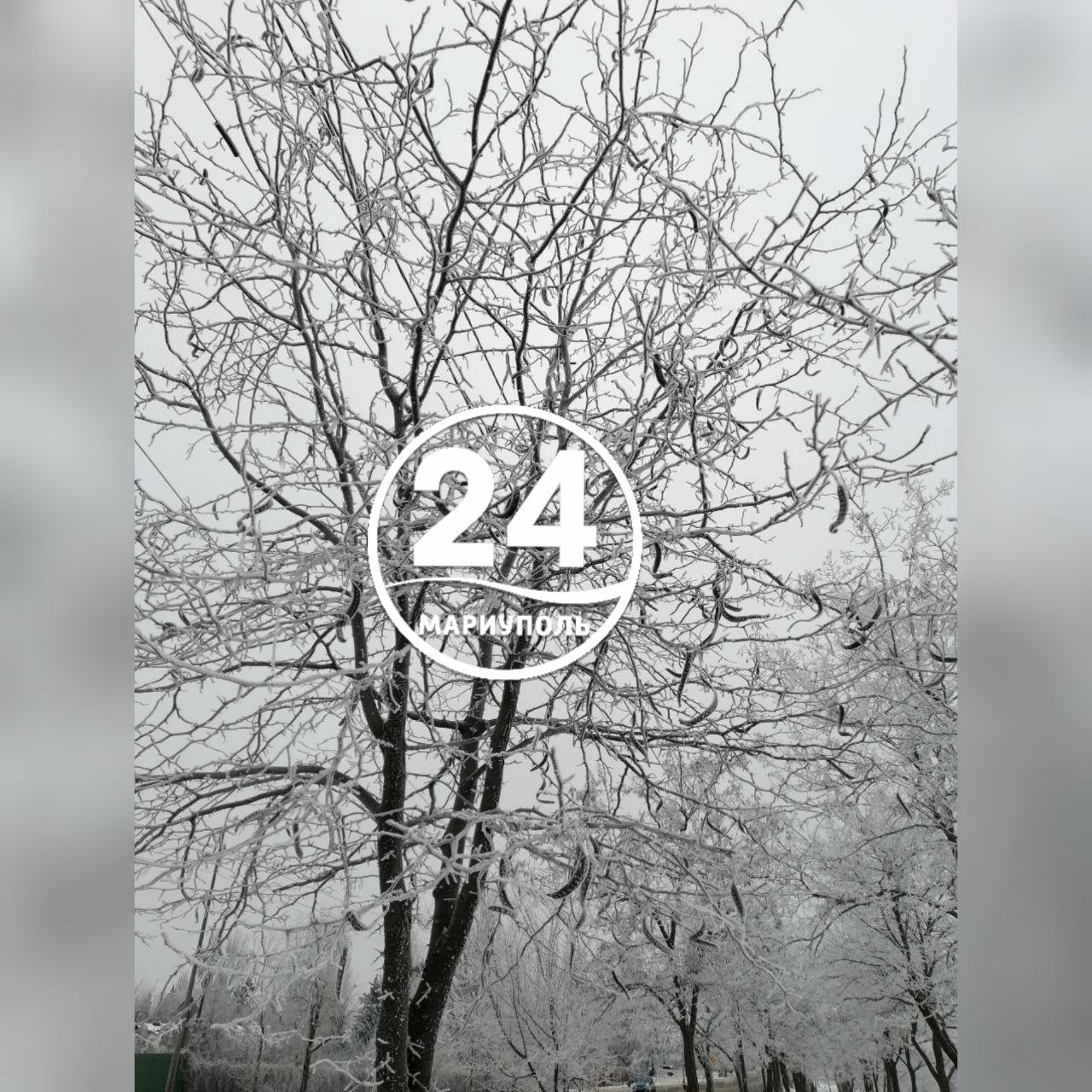 В Мариуполе - инеевые кружева: магия зимней красоты