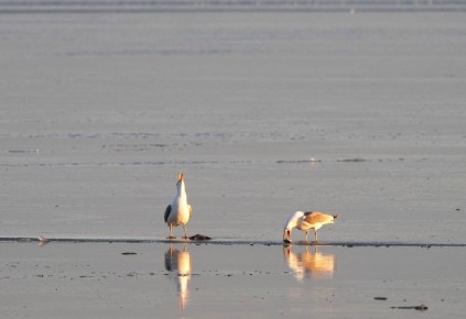 Два кадра из жизни азовских чаек