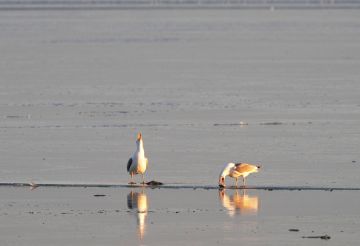 ��� ����� �� ����� �������� ����