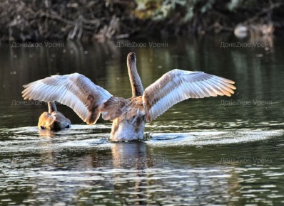 ������� ��� ����� � ����: ��������� �������� ���������� ����� ������ �������� ������