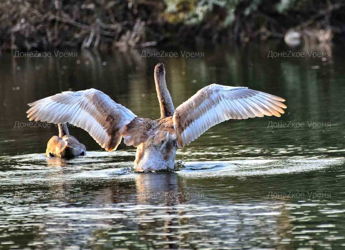 Человек для птицы – друг: журналист “Родного Приазовья” помог спасти молодого лебедя