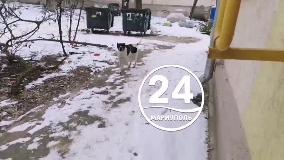 ПИШУТ ЧИТАТЕЛИ. Тема безнадзорных собак остаётся актуальной в Мариуполе