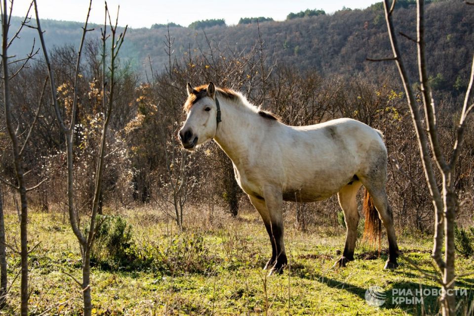 Погода на новых территориях России