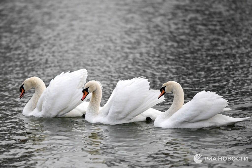 Погода на новых территориях России