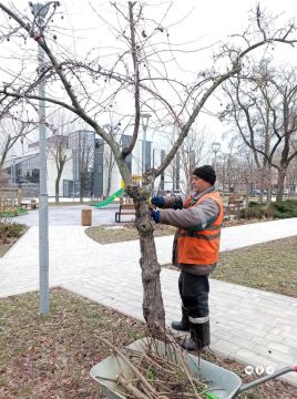 В Мариуполе рабочие зеленого строительства продолжают обрезку деревьев