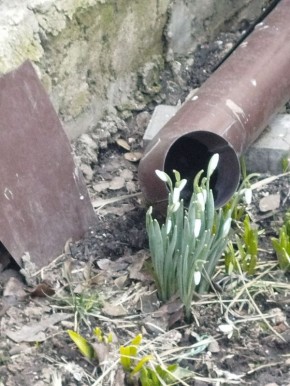 В Мариуполе скоро зацветут подснежники