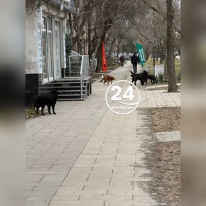 На пересечении проспектов Ленина и Строителей в Мариуполе стая бездомный собак ведет себя очень агрессивно по отношению к прохожим