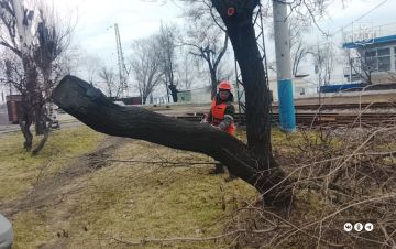 На Приморском бульваре коммунальщики обрезали аварийные деревья