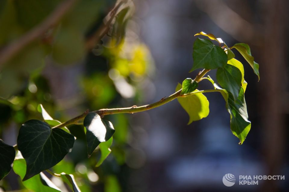 Погода на новых территориях России