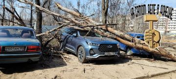 Сухостой побил автомобили в Мариуполе