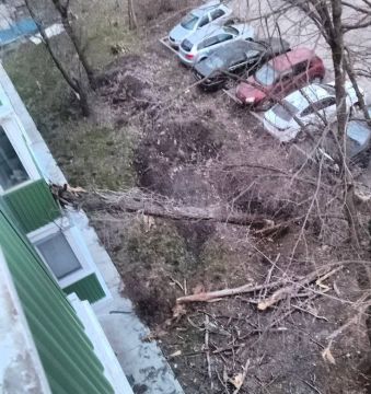 Упало дерево и разбило балкон по улице Лавицкого, 10 в Мариуполе