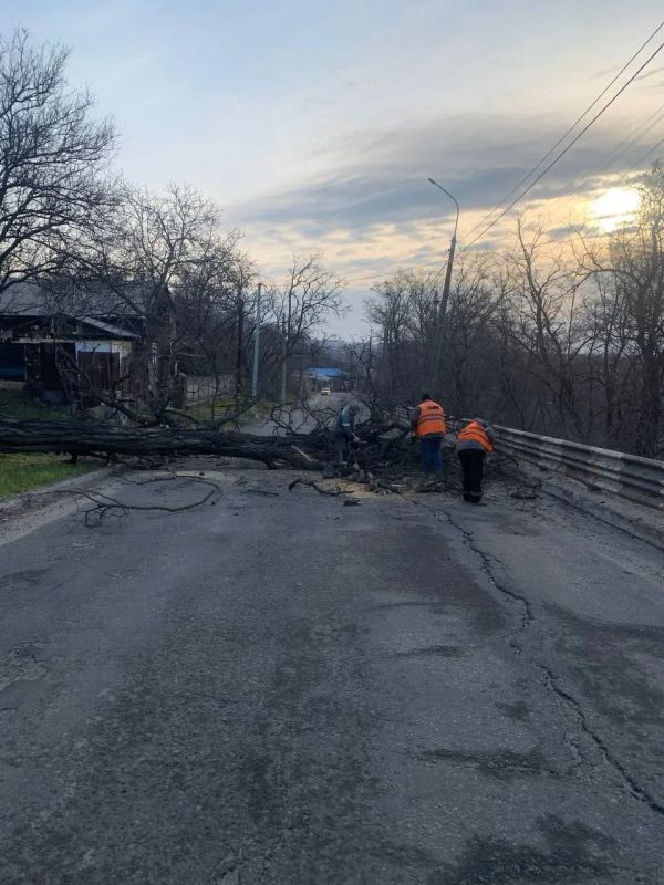 В Мариуполе коммунальщики оперативно убрали упавшее дерево с проезжей части