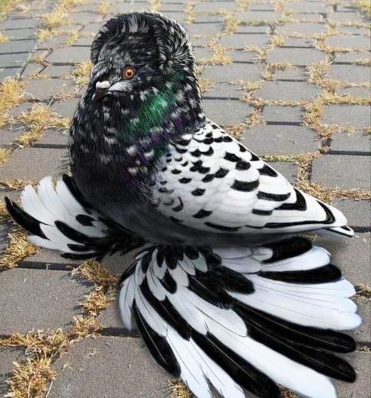 Выставка голубей и домашних животных в Мариуполе