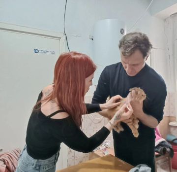 Ветеринары лечили питомцев в ПВР