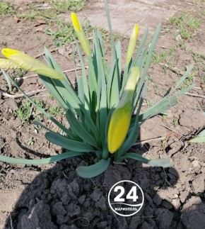 Весна вступает в свои права уже уверенно, и даже самый короткий взгляд вокруг подсказывает: жизнь продолжается, природа начинает свой новый виток