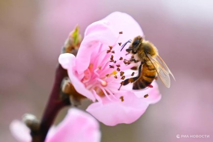 Как аллергикам обезопасить себя в пик сезона пыления, рассказали в Минздраве