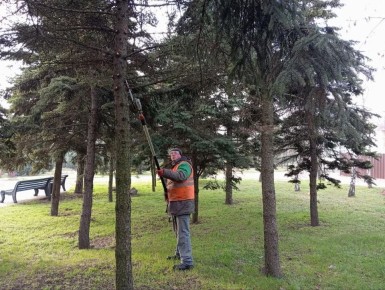 В Приморском парке рабочие зеленого строительства ведут санитарную обрезку деревьев
