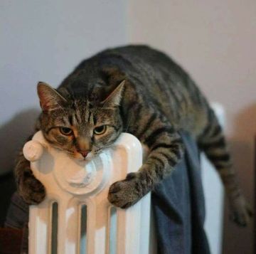 ������������ ����� � ��� �����������: ������� �������� ���������, ������, ��������� � ����������