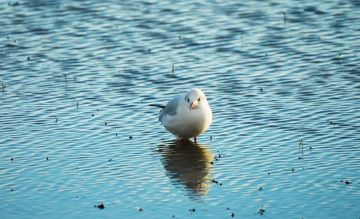 ������������� �����. �������� ����� ����� ���������� �� ������������ ��� - �������� ��������� ��������