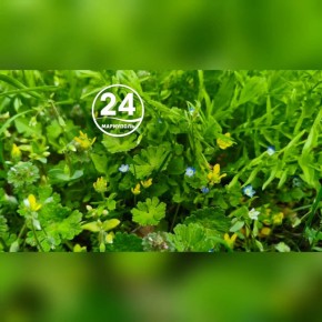 � ��������� ��������� ������������ ������� �����