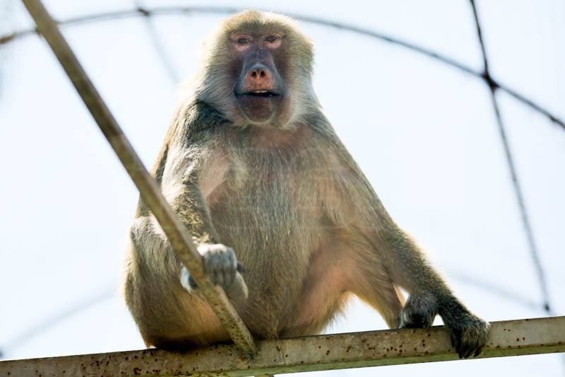 Животные Мариупольского зоопарка: позитива Вам в ленту на ночь