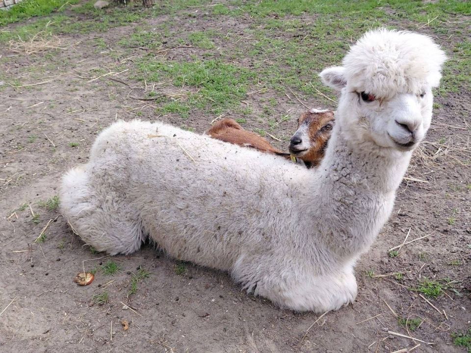 В мариупольском зоопарке поселилась альпака