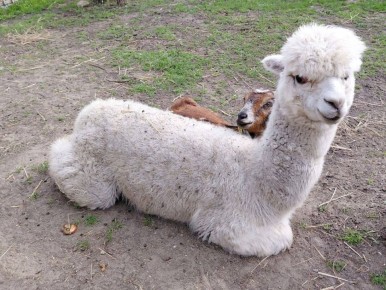 � ������������� �������� ���������� �������