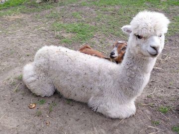 В мариупольском зоопарке поселилась альпака