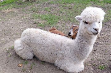 Пушистый «инопланетянин» поселился в Мариупольском зоопарке