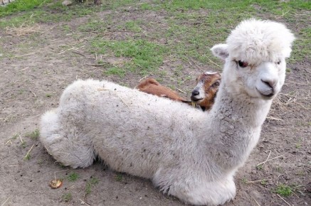 Пушистый «инопланетянин» поселился в Мариупольском зоопарке