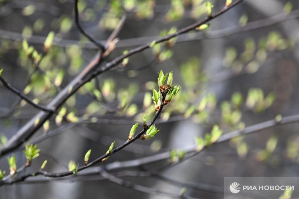 Погода на новых территориях России