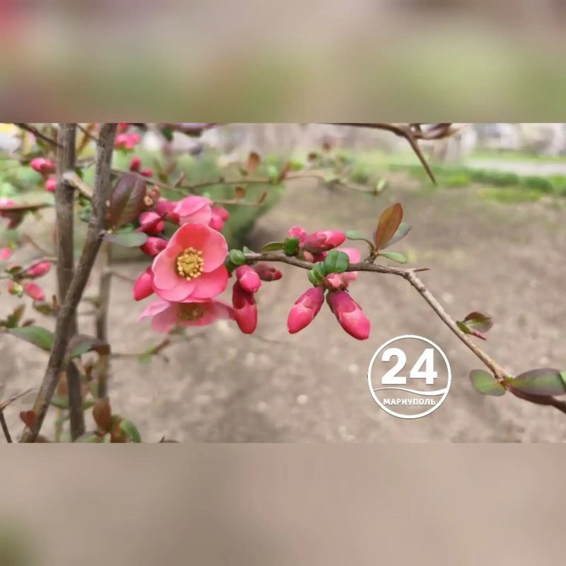 � ��������� �������� ���� ��������