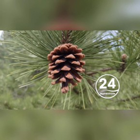 � ������ �����, ���������!