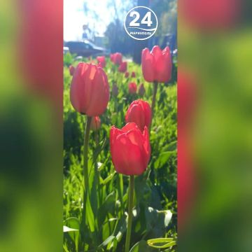 � ������ �����, ���������!