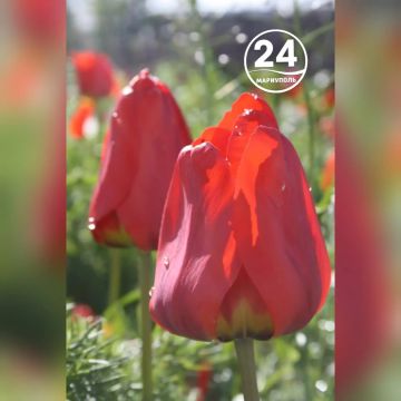 �������� ���������. ��� Telegram ����� �� OK ���� ����