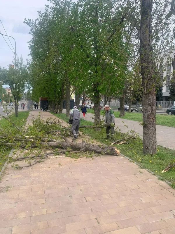 Коммунальщики оперативно ликвидировали аварийную ситуацию, вызванную падением дерева