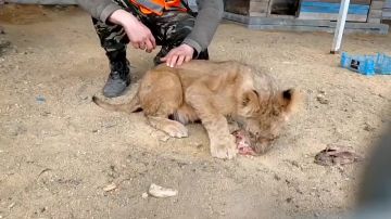 � ������������� �������� ��������� �����������