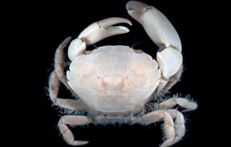 В Азовском море прижился завезенный из Атлантики краб