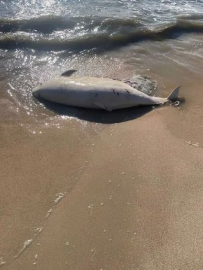 На побережье Азовского моря в районе Белосарайской Косы, Мариуполя, Седово и Урзуфа зафиксирована гибель дельфинов и рыбы