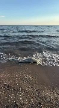 Мёртвых дельфинов продолжает выбрасывать из Азовского моря