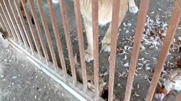 В Мариупольском зоопарке пополнение в семье львов Плутона и Амалии