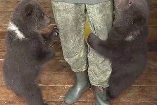 Из Мариуполя в Нальчик отправили двух бурых медвежат