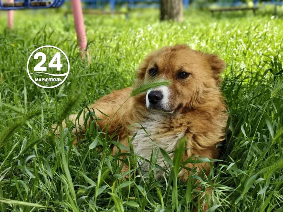 Доброе утро, Мариуполь!. Просыпаемся, улыбаемся, встречаем новый день! Пусть он будет мирным, спокойным и счастливым для всех, пусть несет с собой радость и удачу