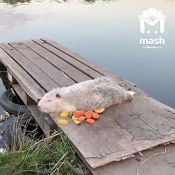 Бездомную нутрию из Донецка готов забрать Мариупольский зоопарк: нужна помощь волонтеров
