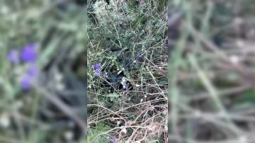 � ��� ������������ ����� ��� ������������, ���������� ��������� � ���� ���������������