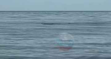 Рыба из Азовского моря абсолютно безопасна для употребления