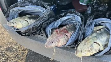 � ��� �������� ������� ������ �� ���������� ������, ���������, �������� � ������� ����, ���������� � ������� �����