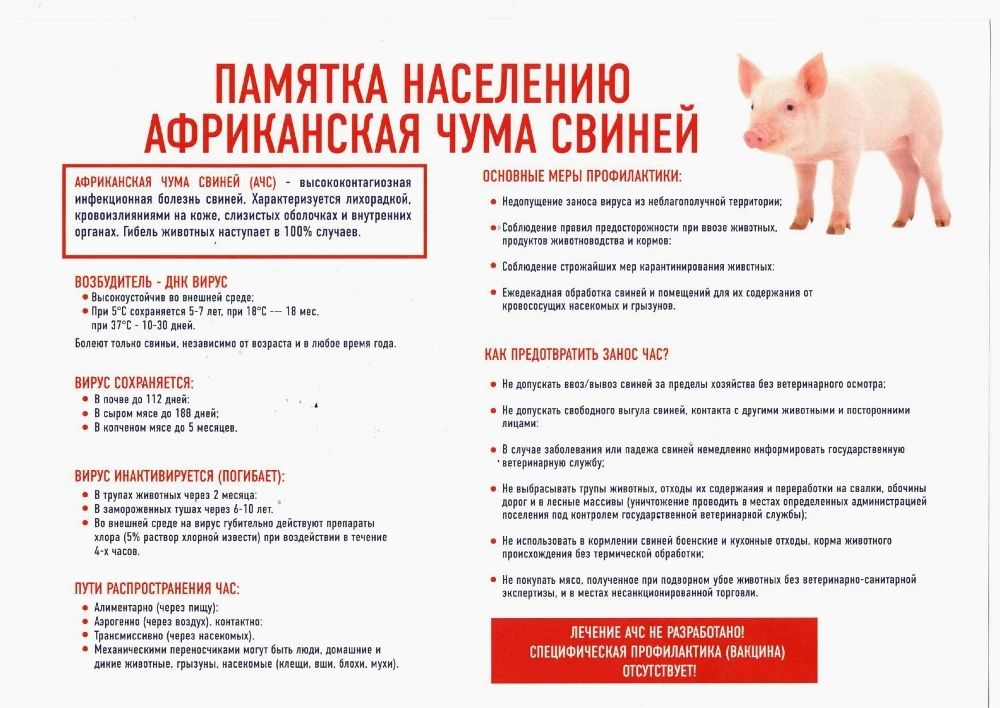 Будьте в курсе: памятка об африканской чуме свиней (АЧС)