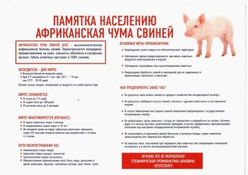 Будьте в курсе: памятка об африканской чуме свиней (АЧС)